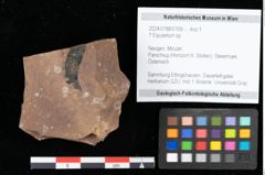 Foto (Objekt + Etikett) von Equisetum ? sp. (NHMW-GEO-2024-0188-0109)